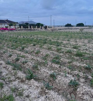 Reserva estaca Alcachofa Blanca Tudela