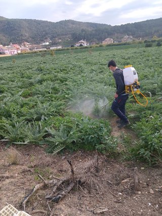 Reserva estaca Alcachofa Blanca Tudela