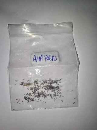 Semillas de Amapola Roja Silvestre