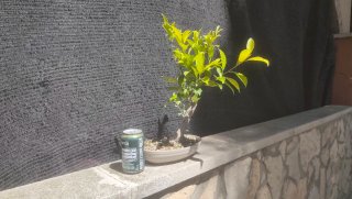 Pre-Bonsái Ficus Retusa.