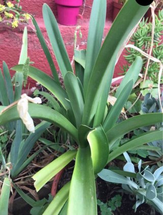 Agapanto blanco, 2 plantas 4€