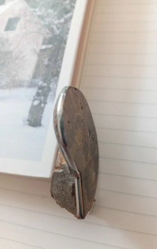 Colgante Amonita Fósil Marrón y Plata