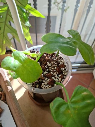 Philodendron Lime