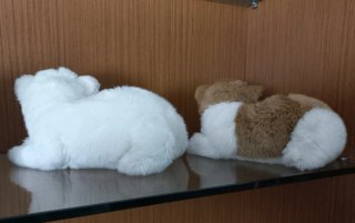Peluche gatti morbidi