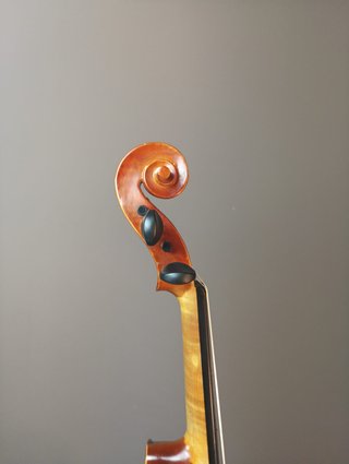 Viola 14