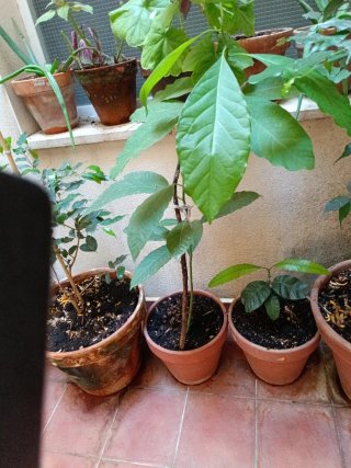 Árbol de aguacate joven