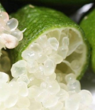 Pianta Finger Lime h 10-15 cm