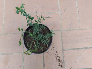 Pianta Finger Lime h 10-15 cm