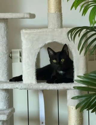 Torre para gatos Feandrea blanco crema