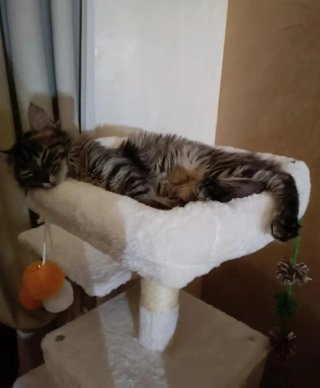 Torre para gatos Feandrea blanco crema