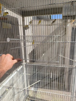 Voladero para pájaros