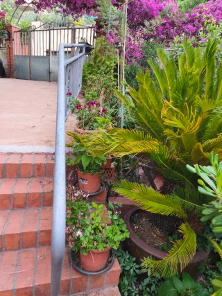 Planta Sago (Cycas revoluta), negociable!
