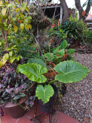 Alocasia, precio negociable!