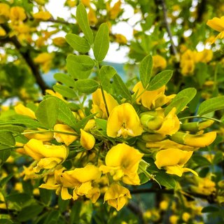 Pianta Caragana Arborescens h 15 cm vaso 14