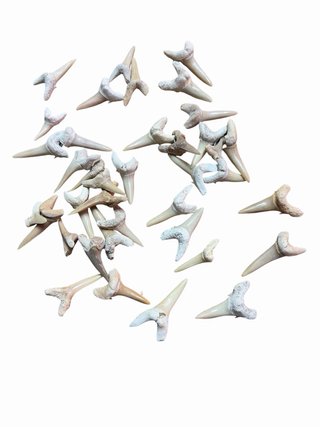 Fósiles de dientes de tiburón (2.5-3 cm)