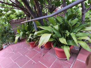 Planta de interior verde