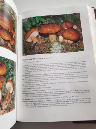 Las setas en la naturaleza.  Iberdrola libro
