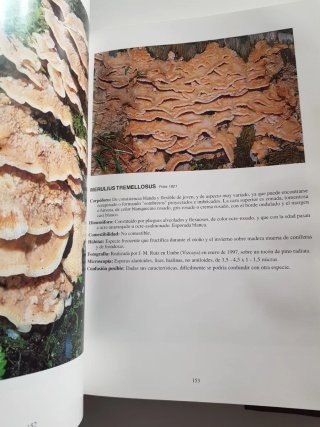 Las setas en la naturaleza.  Iberdrola libro
