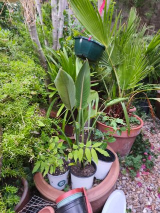 Strelitzia (Ave del Paraíso)