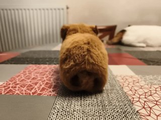 Peluche Capibara Suave