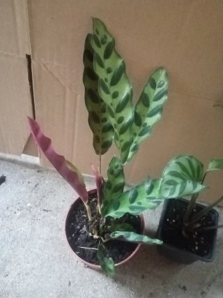 Lote de 2 Calatheas