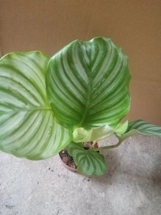 Calathea Orbifolia Planta