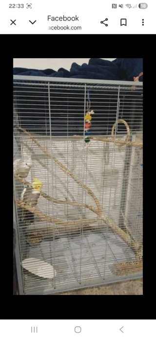 Jaulas para pájaros