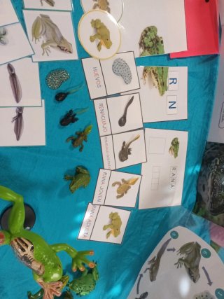 Estudio introducción biología "montessori" Ranas