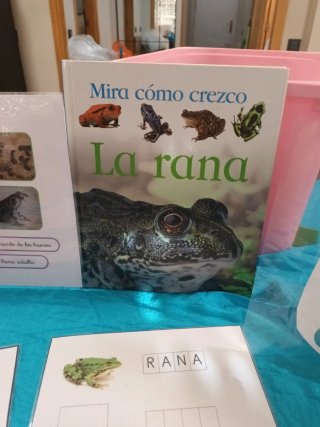 Estudio introducción biología "montessori" Ranas