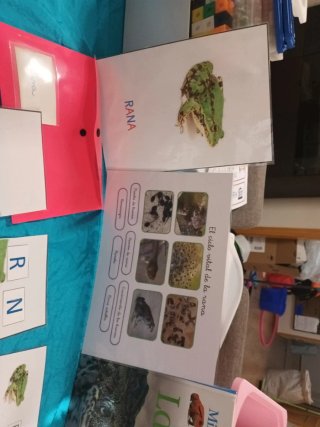 Estudio introducción biología "montessori" Ranas