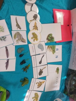 Estudio introducción biología "montessori" Ranas