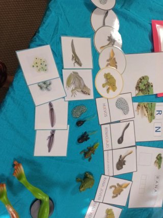 Estudio introducción biología "montessori" Ranas