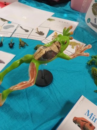 Estudio introducción biología "montessori" Ranas
