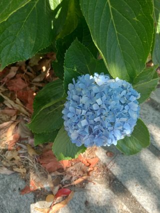 Hortensias azules