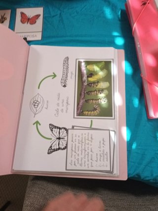 Tarjetas Montessori Mariposa