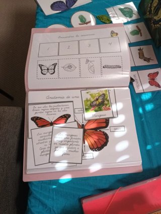 Tarjetas Montessori Mariposa