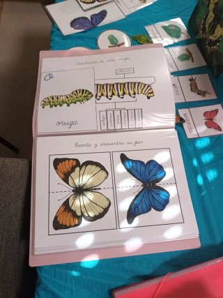 Tarjetas Montessori Mariposa