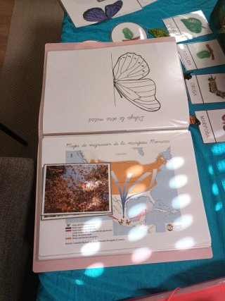Tarjetas Montessori Mariposa