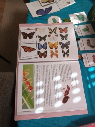 Tarjetas Montessori Mariposa