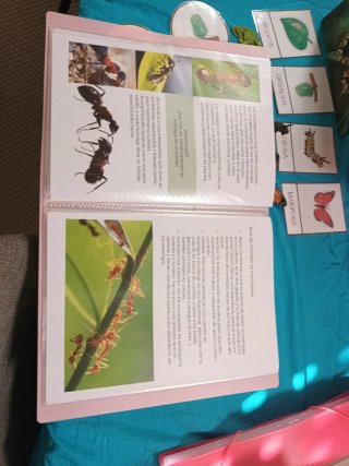 Tarjetas Montessori Mariposa