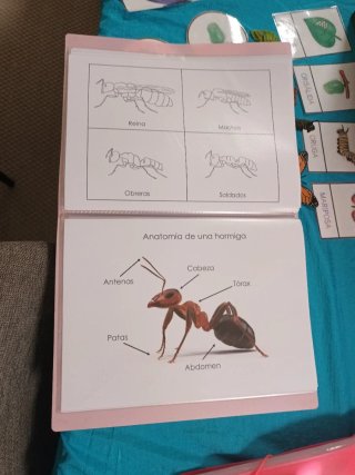 Tarjetas Montessori Mariposa