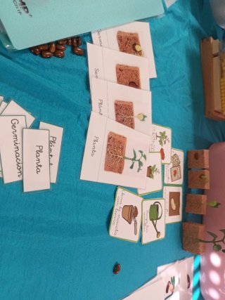 Tarjetas Montessori Plantas