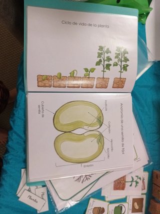 Tarjetas Montessori Plantas
