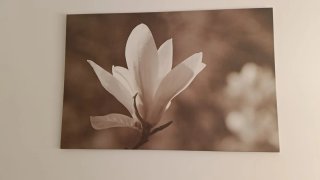 Cuadro Lienzo Magnolia IKEA PJÄTTERYD