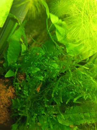 Plantas musgo  acuario ideal paea peces gambitas