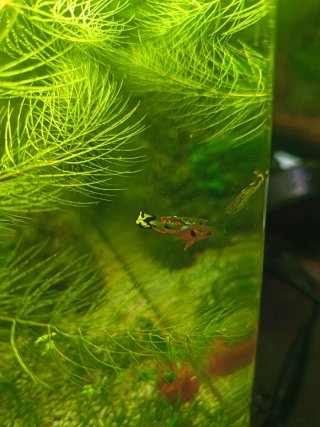 Plantas musgo  acuario ideal paea peces gambitas
