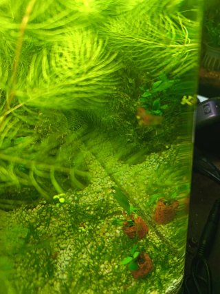 Plantas musgo  acuario ideal paea peces gambitas