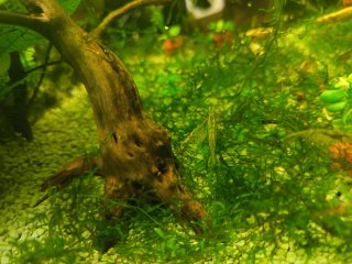 Plantas musgo  acuario ideal paea peces gambitas
