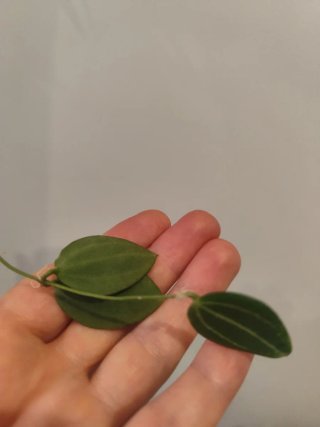 Dischidia Ovata Planta