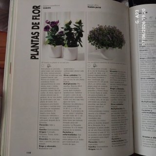El gran libro de las plantas de interior consej...